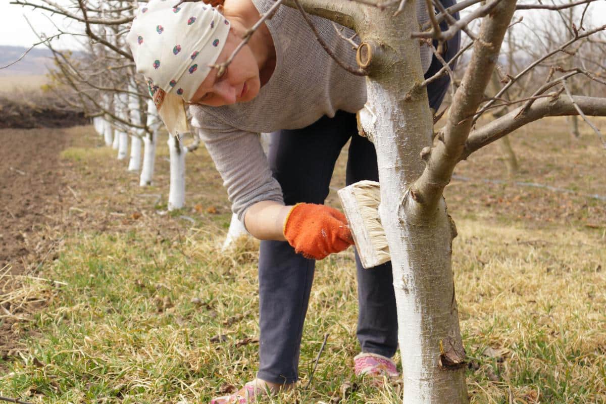 Brushing whitewash on fruit trees