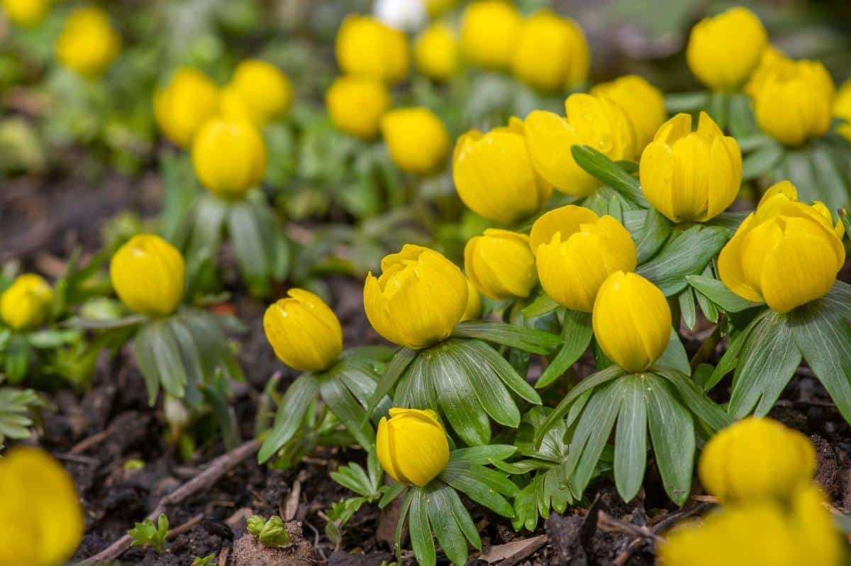 Yellow winter aconite