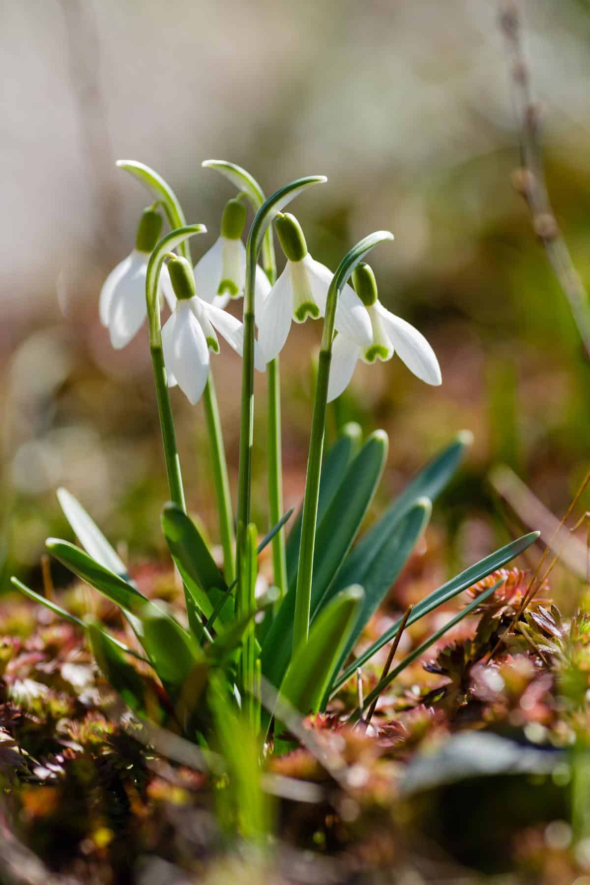 White flowering snowdrop flowers