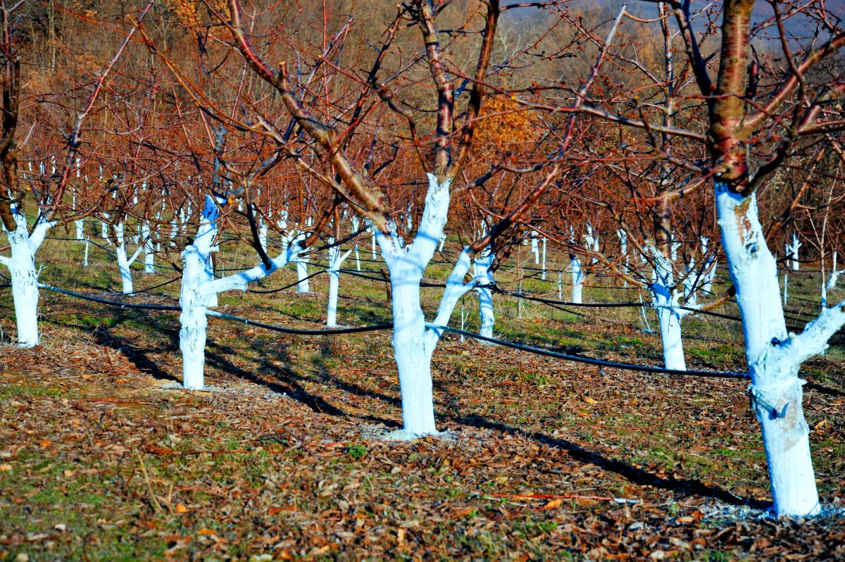 Whitewashed cherry trees