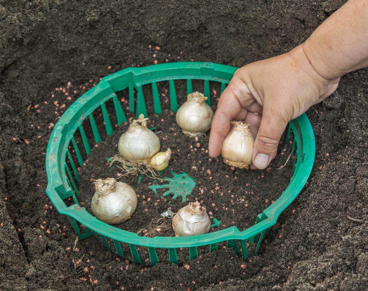 Planting bulbs in a bulb basket for rodent protection