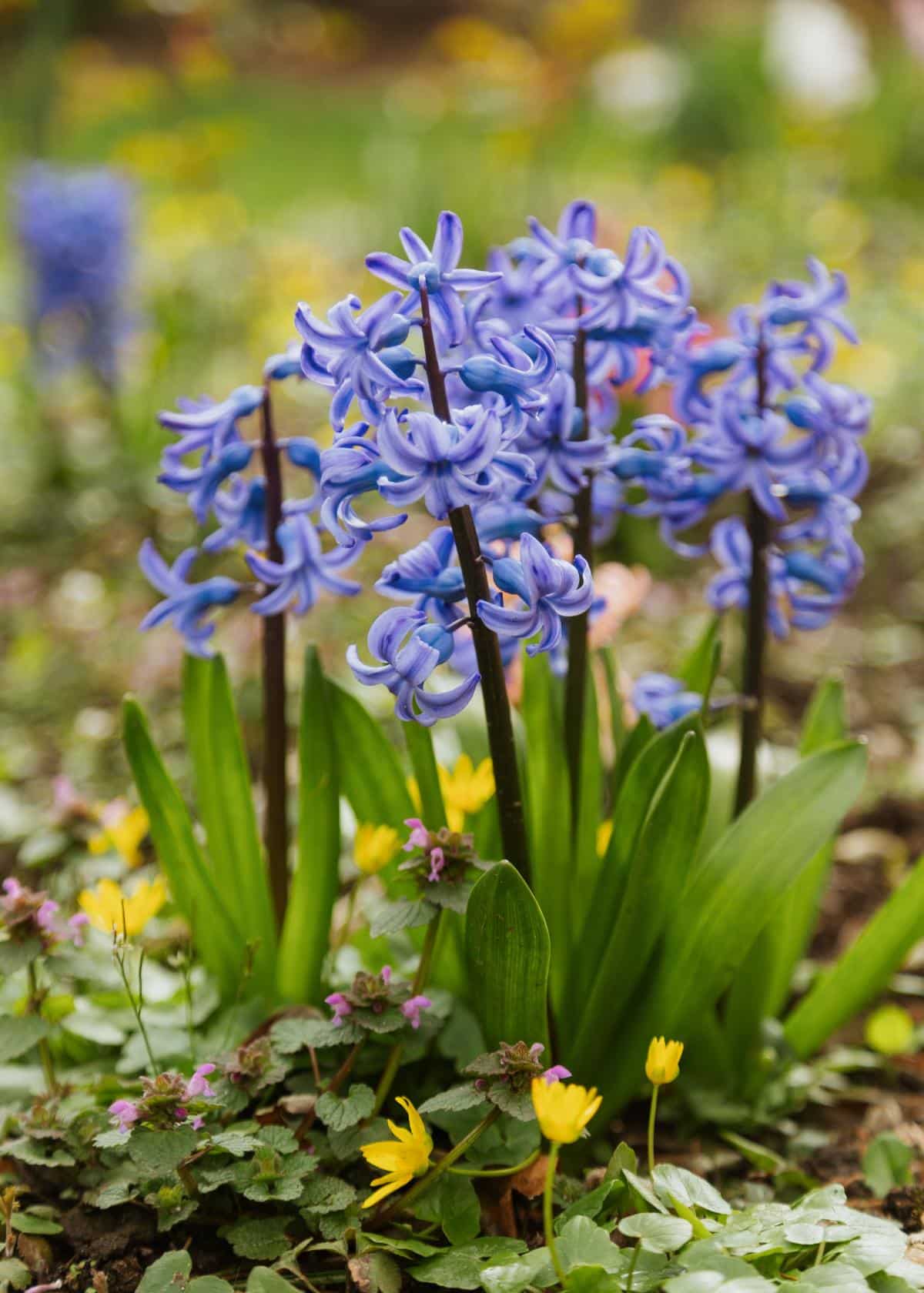 Purple hyacinths in bloom