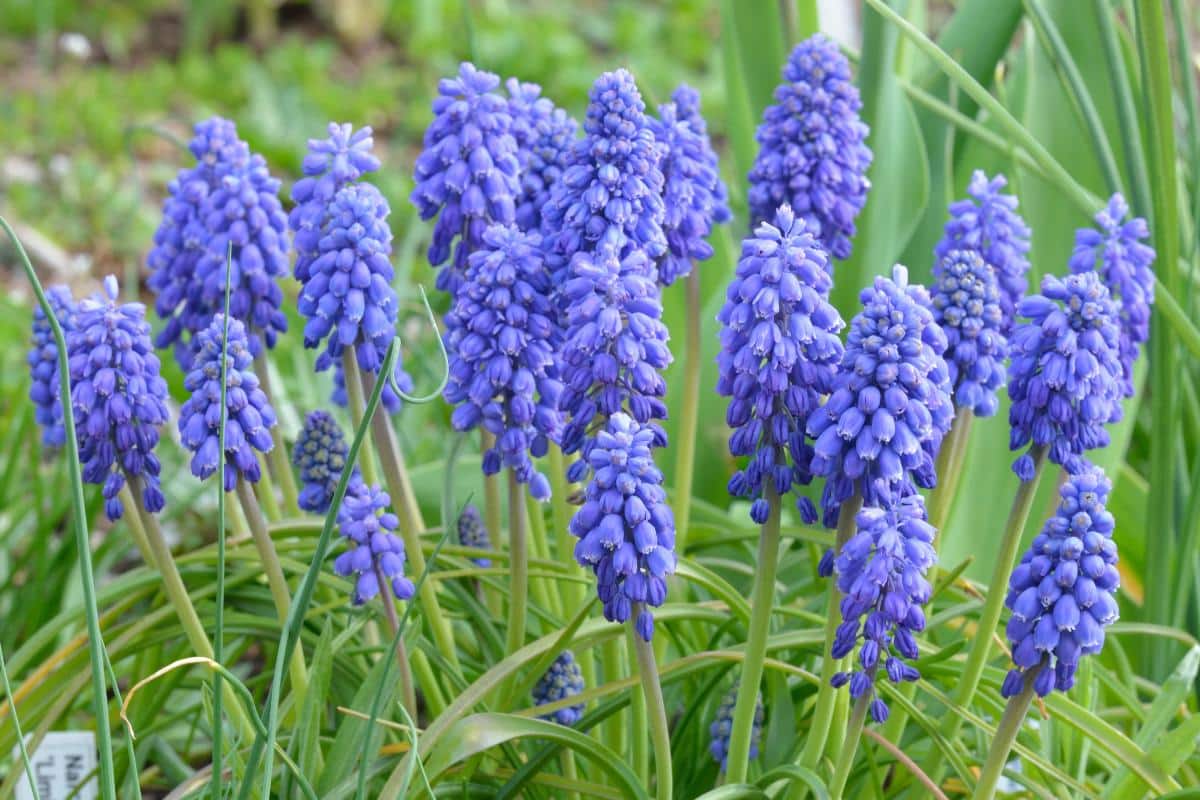 Flowering grape muscari