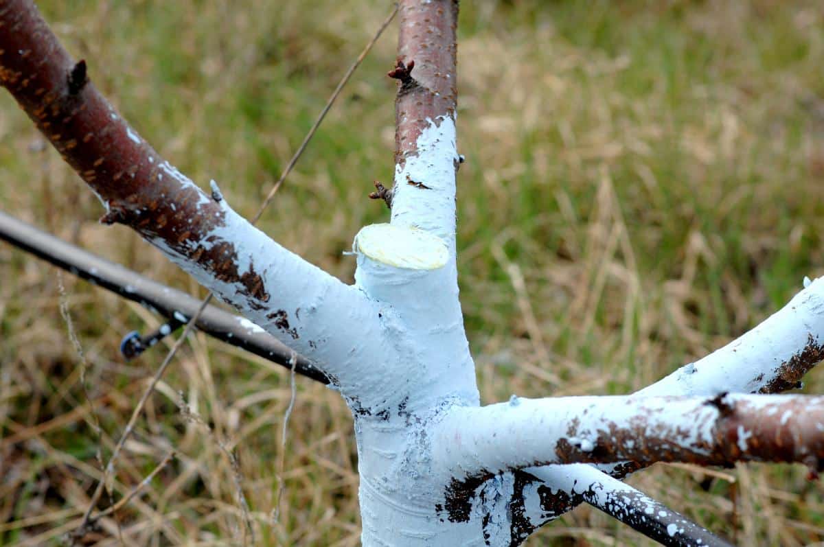 Treating cherry trees in early spring with whitewash