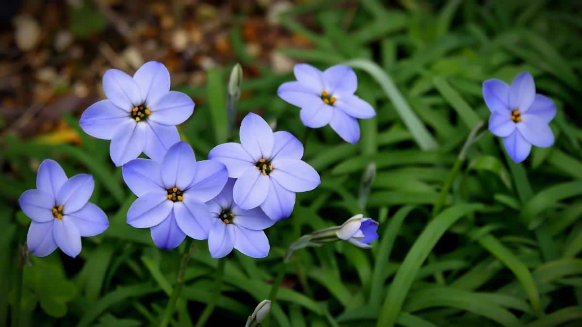 Starflowers in bloom