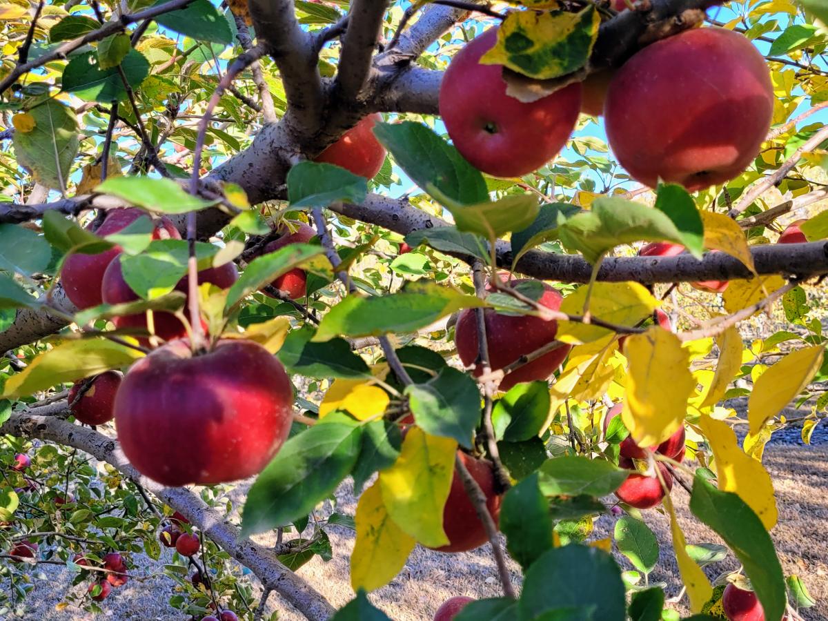 Trees with nice apples after winter dormant oil application