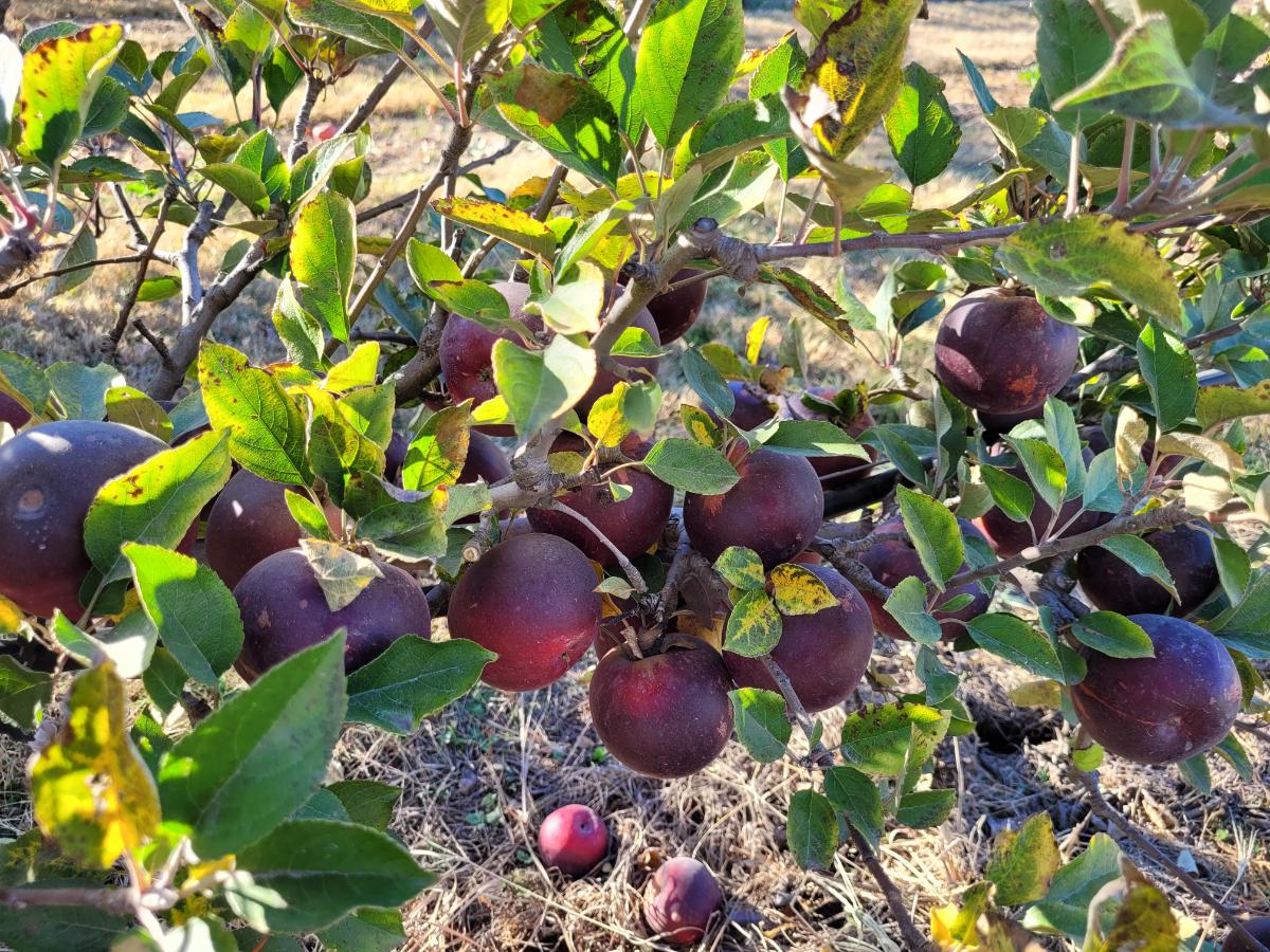 Arkansas black apple