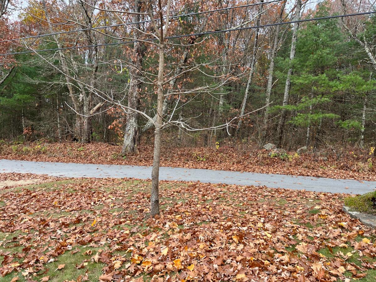 A black walnut tree