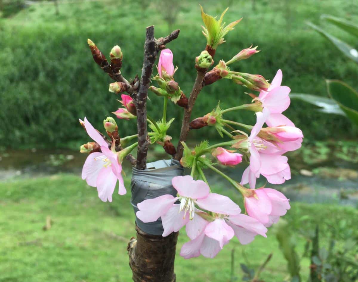 Blossomed graft on a five in one fruit tree
