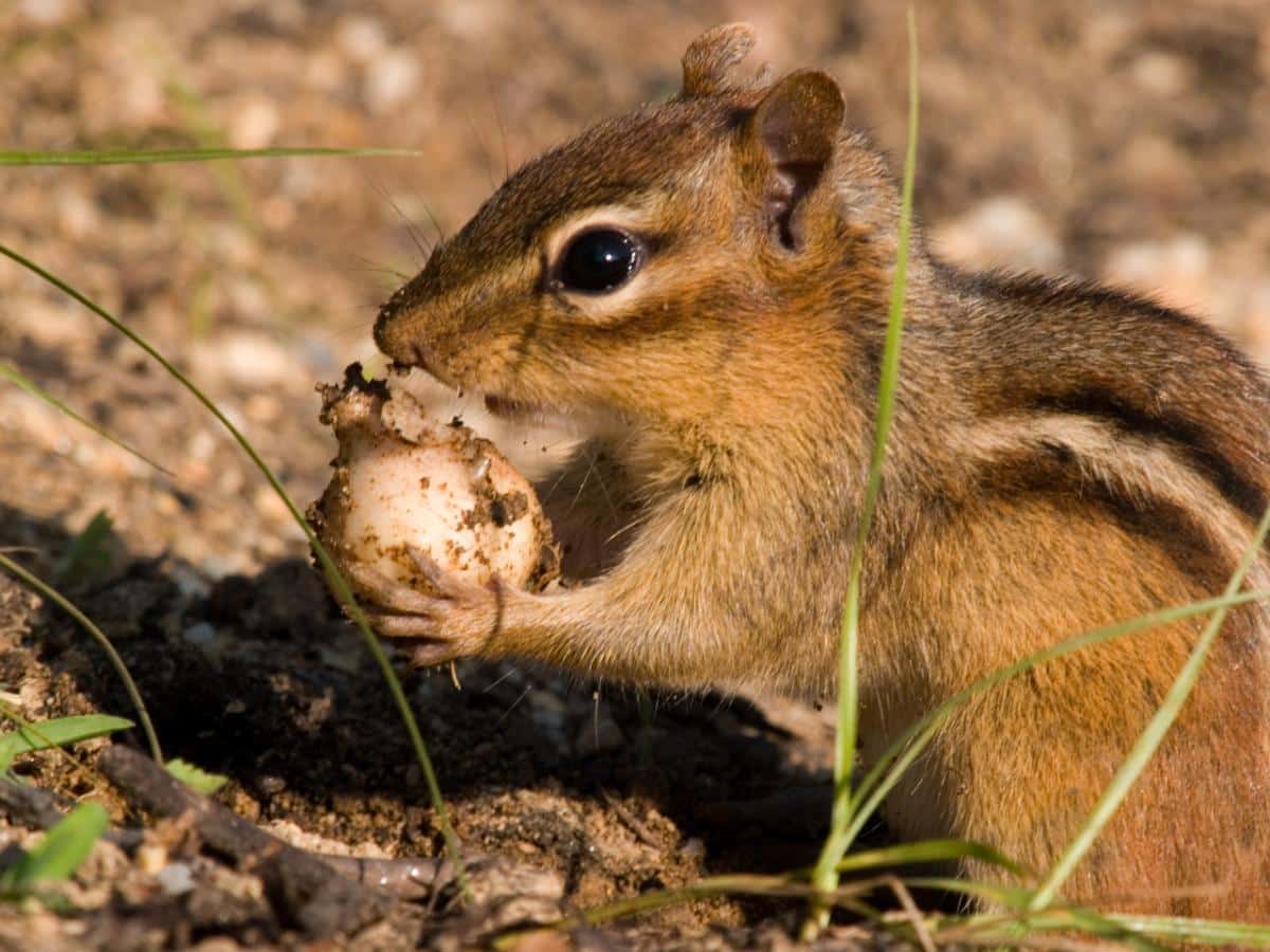 A chipmunk eats an overwintering garden bulb