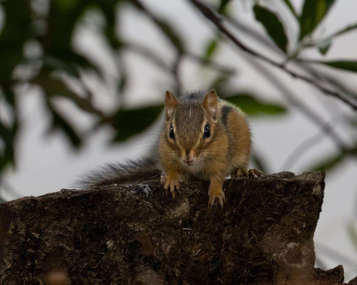 A chipmunk on a garden wall