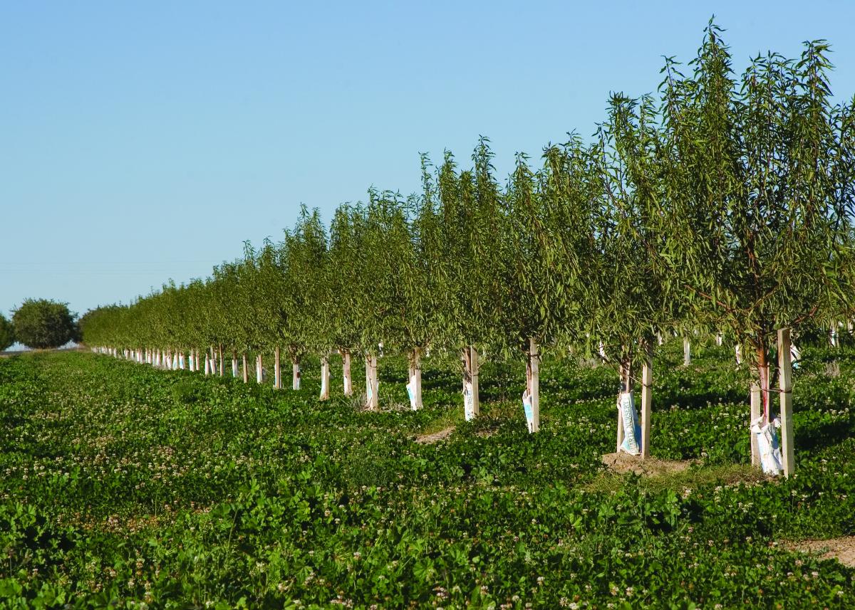 Orchard with a cover crop of clover