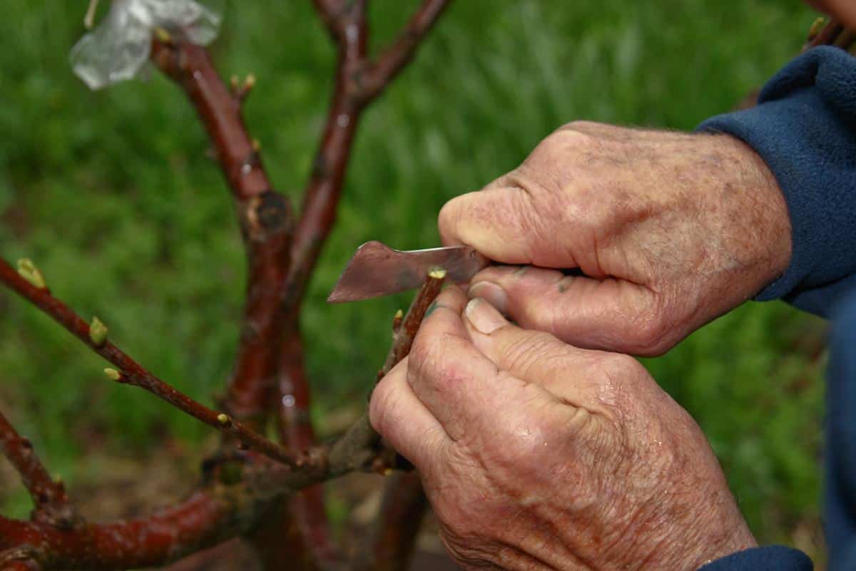 Cleaving a branch for a graft