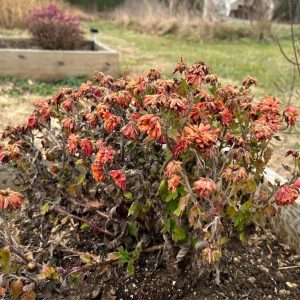 A garden bed with dead flowers in fall.