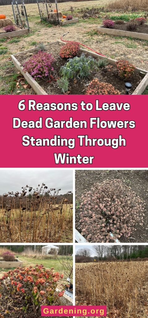 6 Reasons to Leave Dead Garden Flowers Standing Through Winter pinterest image