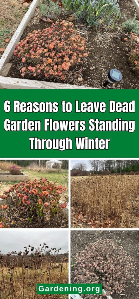 6 Reasons to Leave Dead Garden Flowers Standing Through Winter pinterest image