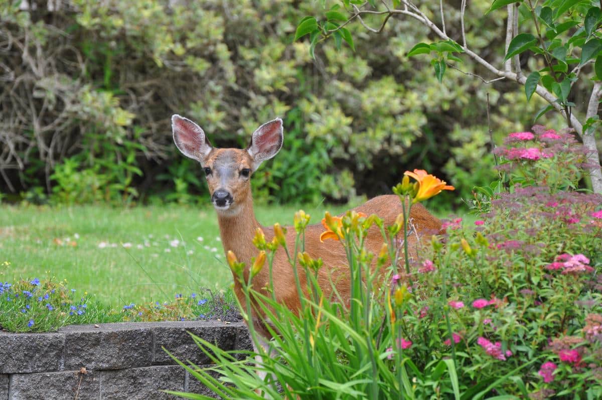 Deer walking behind a flower bed