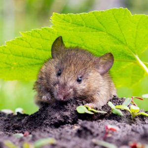 Adorable mouse in the garden under a green leaf.