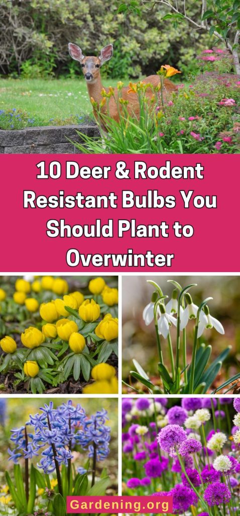 10 Deer & Rodent Resistant Bulbs You Should Plant to Overwinter pinterest image