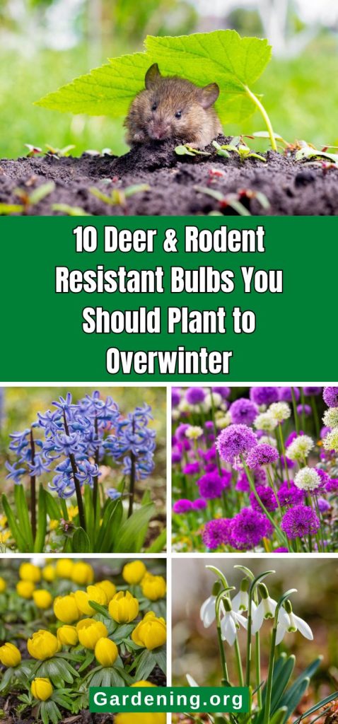 10 Deer & Rodent Resistant Bulbs You Should Plant to Overwinter pinterest image