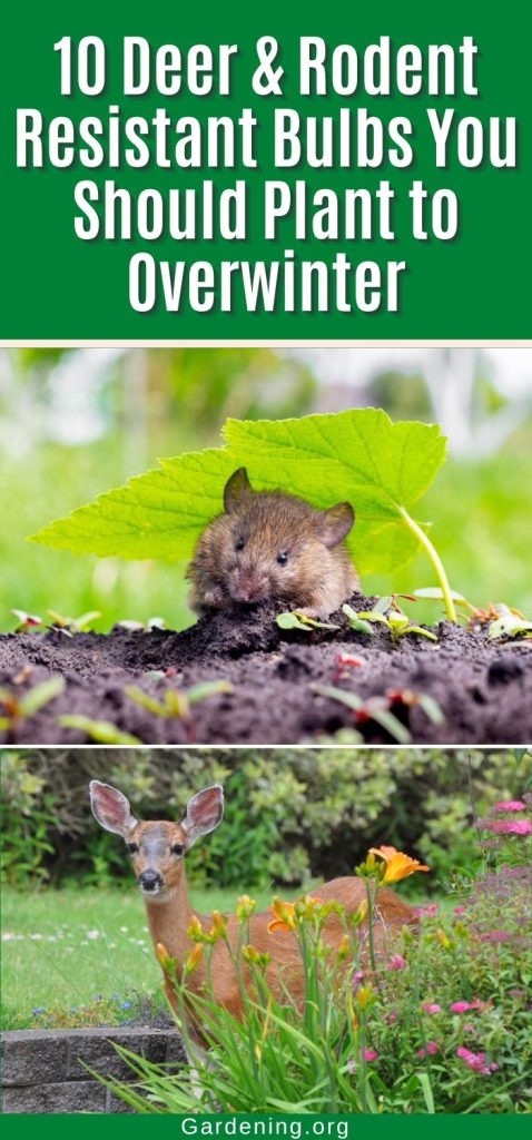 10 Deer & Rodent Resistant Bulbs You Should Plant to Overwinter pinterest image