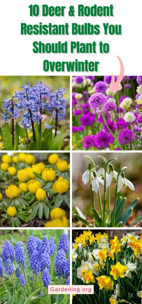 10 Deer & Rodent Resistant Bulbs You Should Plant to Overwinter pinterest image