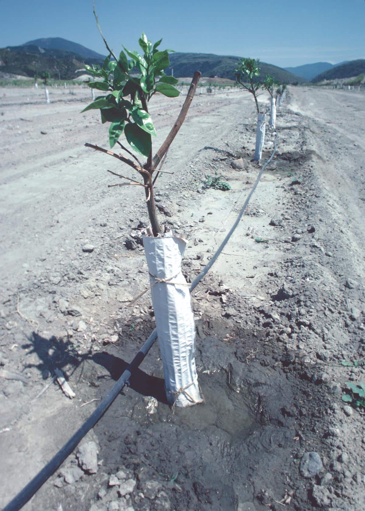 Drip irrigation watering trees in winter