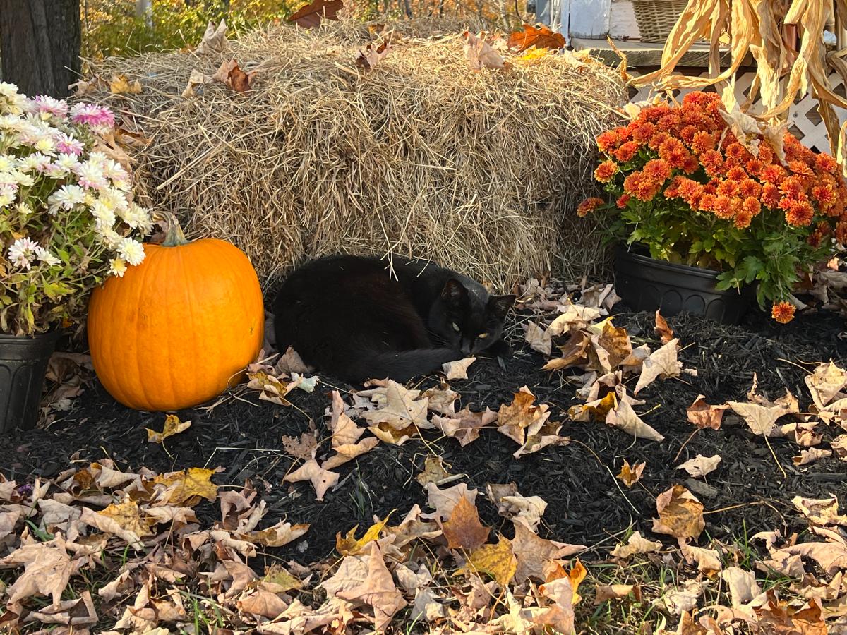 A black cat sleeping in an autumn display and fallen leaves