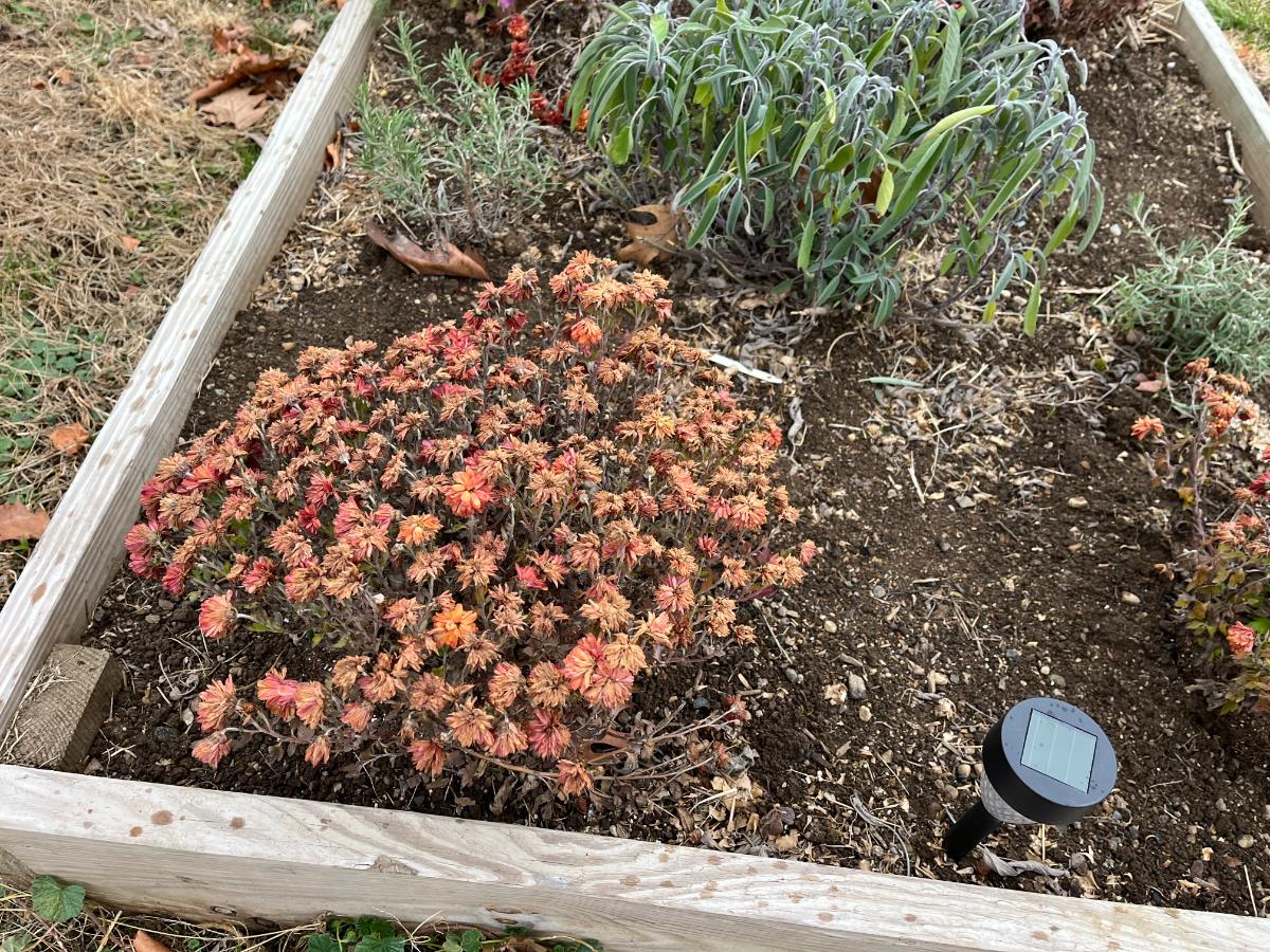 Dormant mums in a raised garden bed