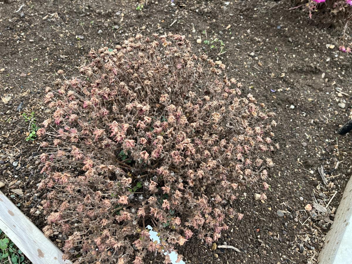 A mum left untrimmed in the winter