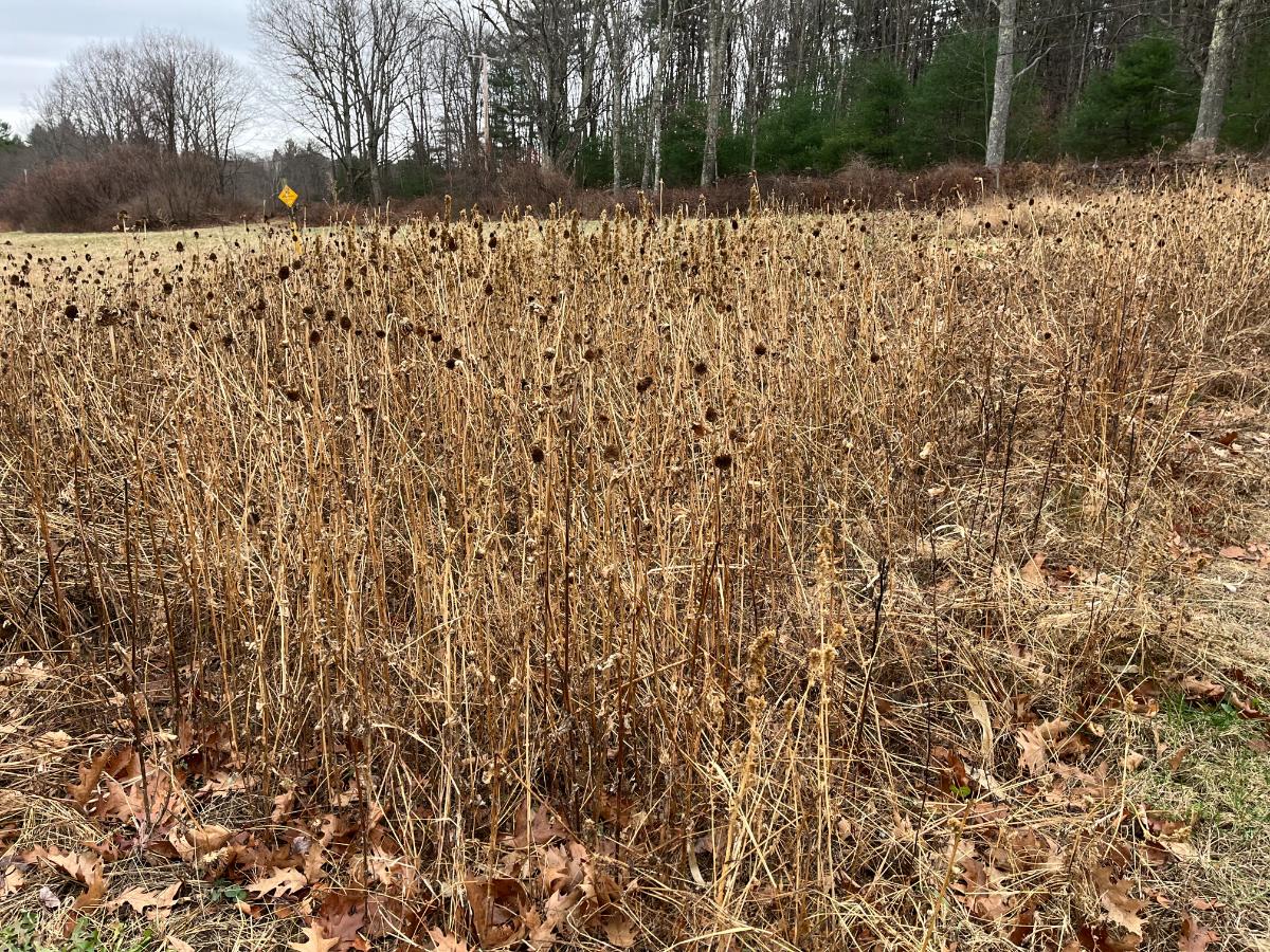 A dead standing flower patch with seeds and insect homes