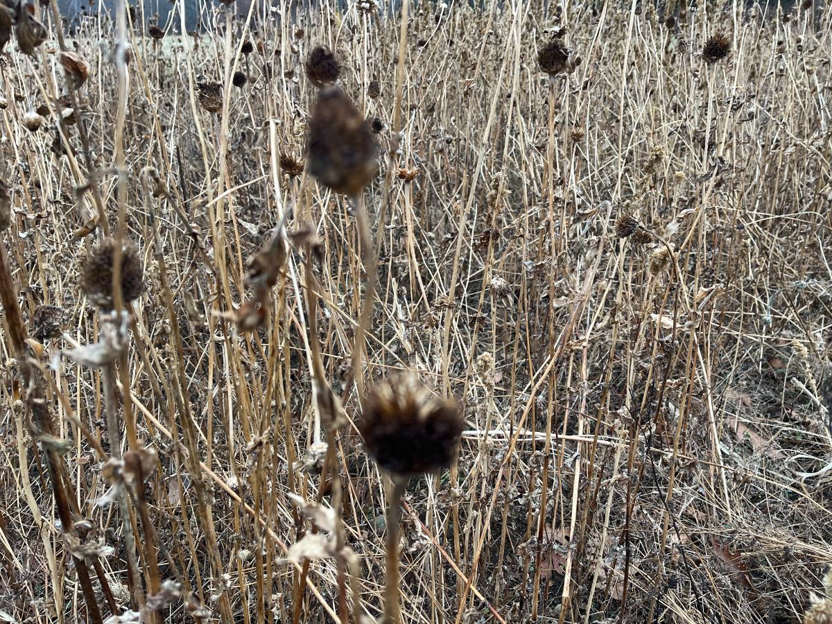 Dried seed heads left standing to reseed