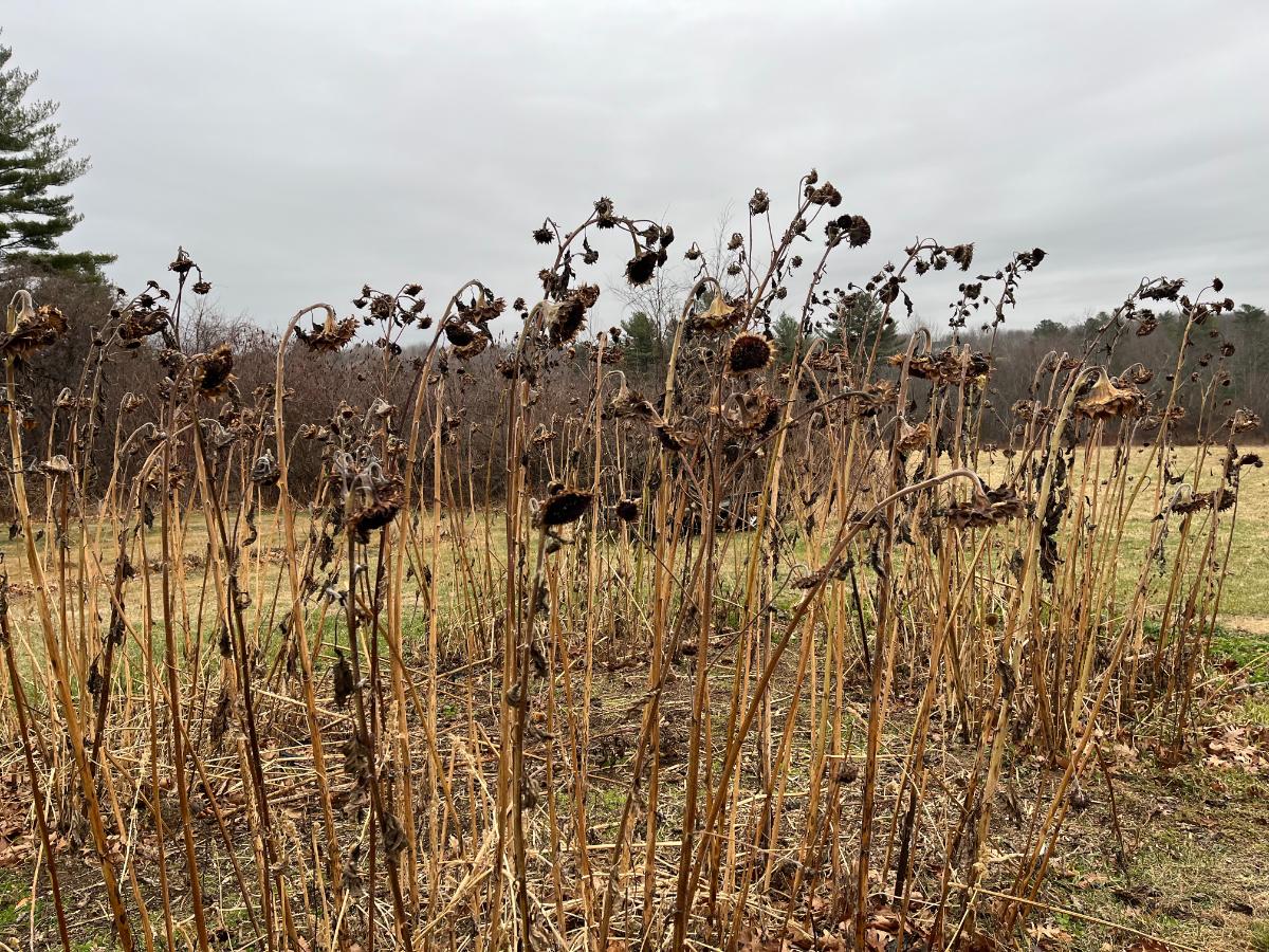 Dead standing sunflowers