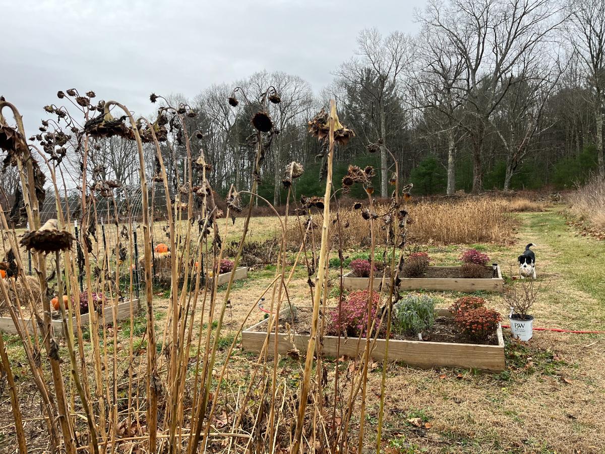 A dead and dormant garden left to Overwinter for wildlife