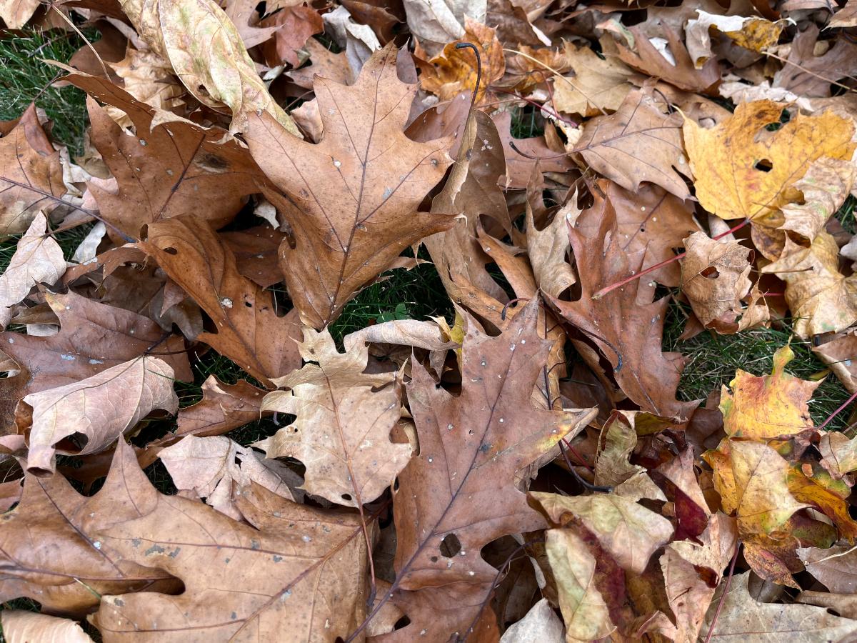 Oak leaves on a fall lawn