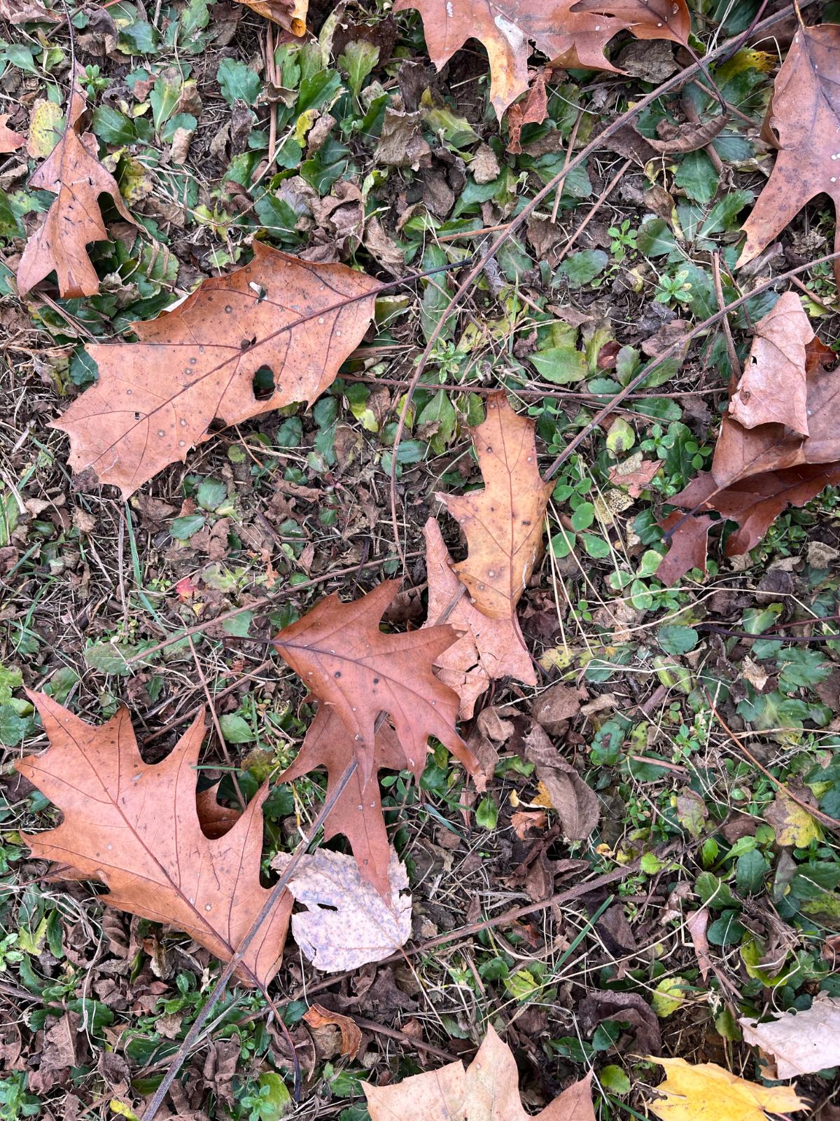 Fallen leaves and sticks from black walnut trees