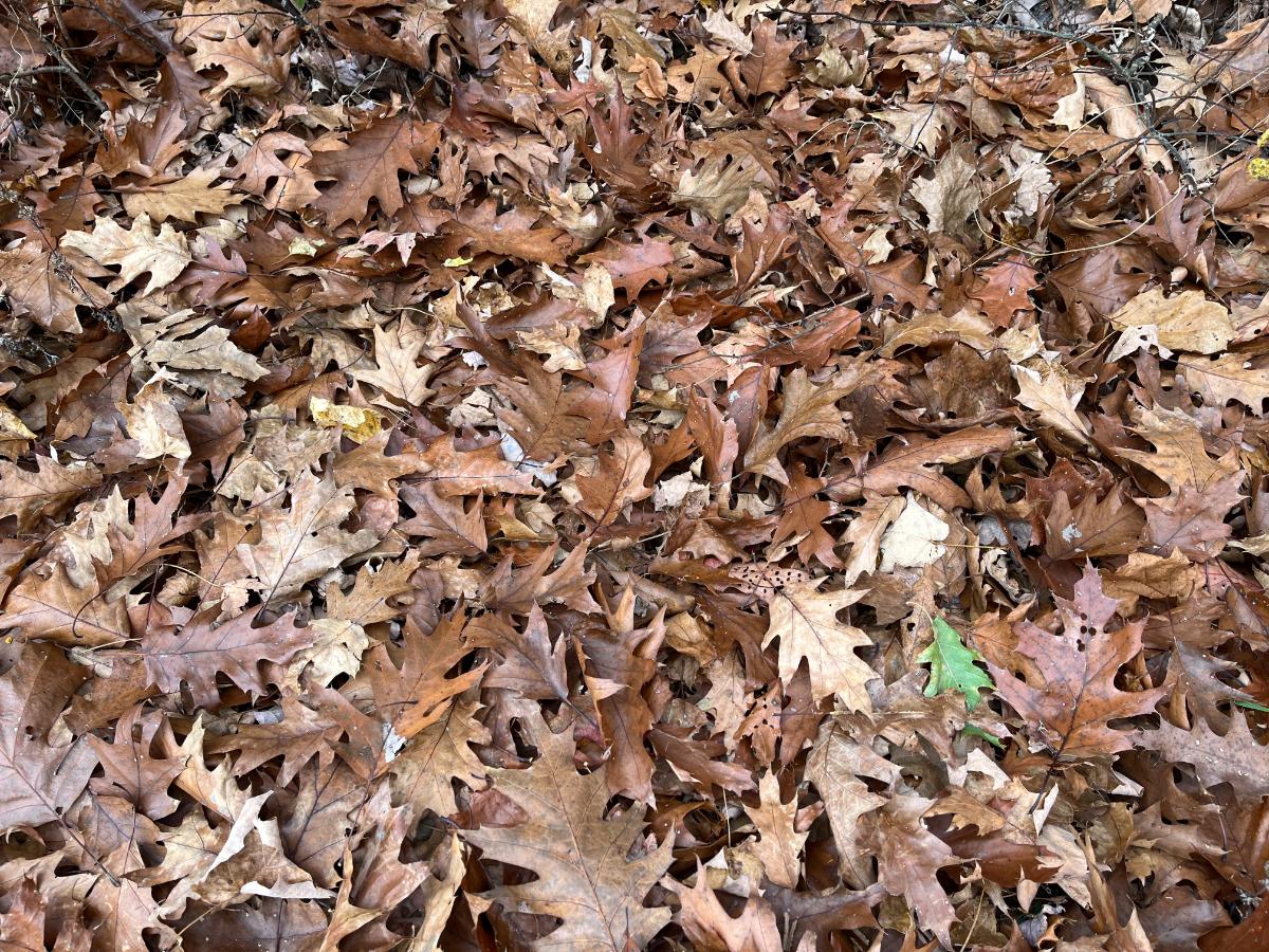 A thick carpet of fallen oak leaves