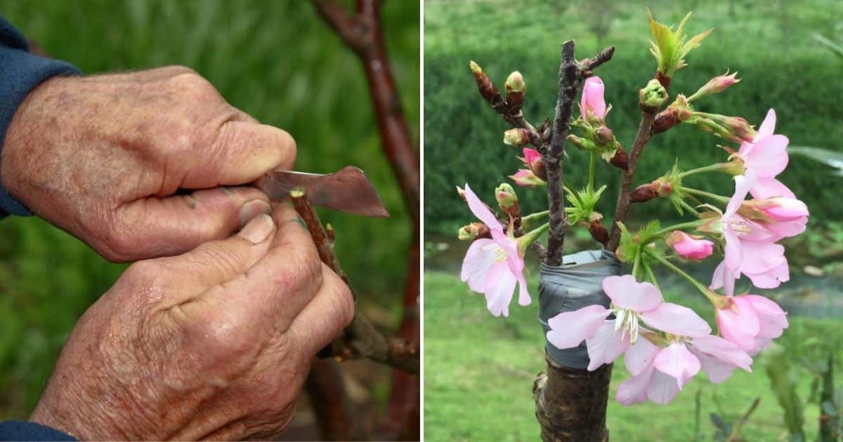 How to Create a 5-in-1 Fruit Frankentree! facebook image