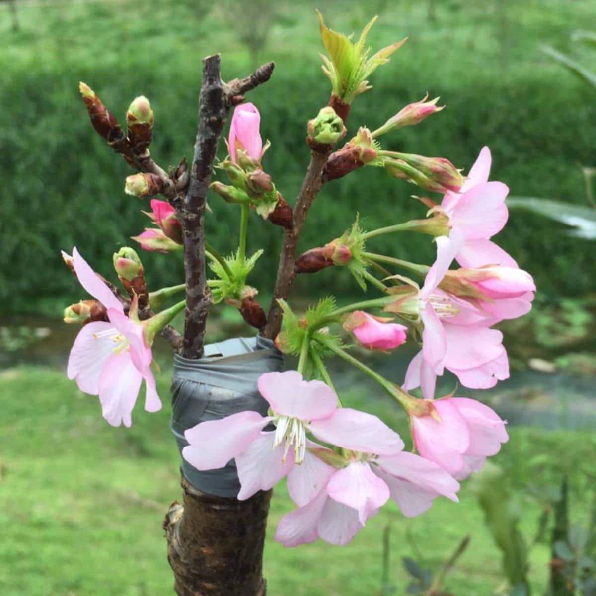A tree with grafted cherry scions.