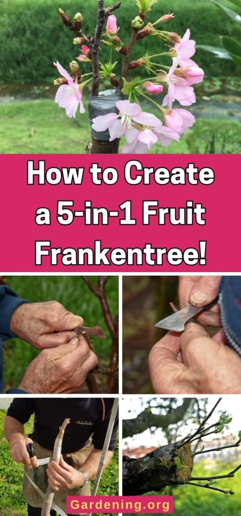 How to Create a 5-in-1 Fruit Frankentree! pinterest image