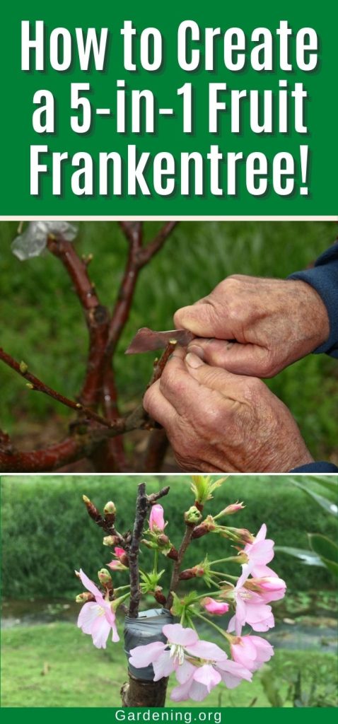 How to Create a 5-in-1 Fruit Frankentree! pinterest image