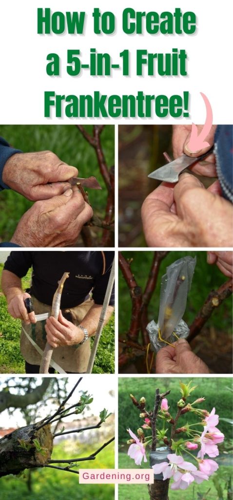 How to Create a 5-in-1 Fruit Frankentree! pinterest image