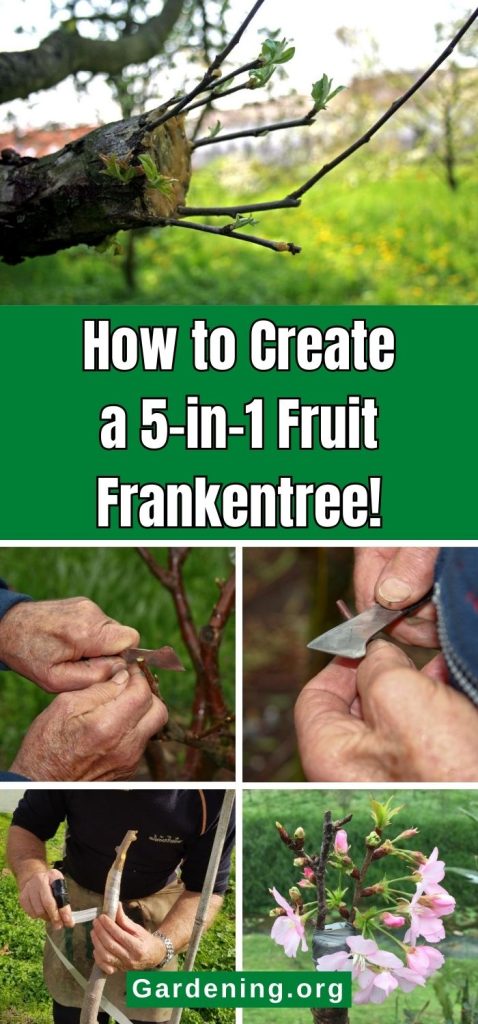 How to Create a 5-in-1 Fruit Frankentree! pinterest image