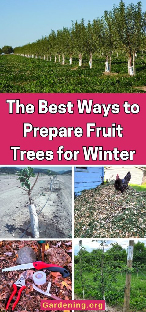 The Best Ways to Prepare Fruit Trees for Winter pinterest image