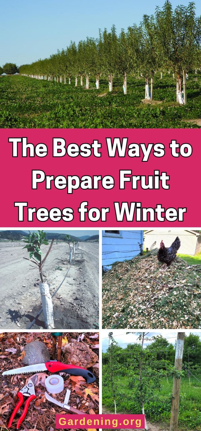The 8 Best Ways to Prepare Fruit Trees for Winter - Gardening