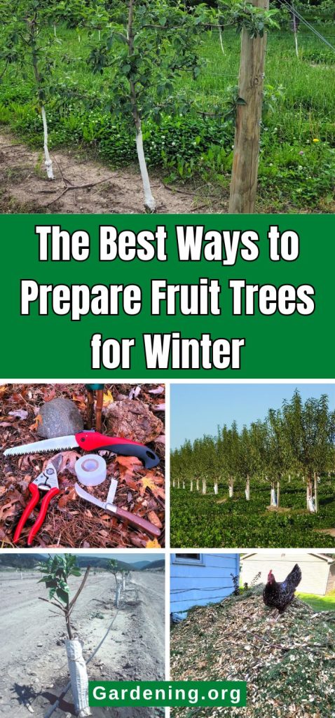 The Best Ways to Prepare Fruit Trees for Winter pinterest image