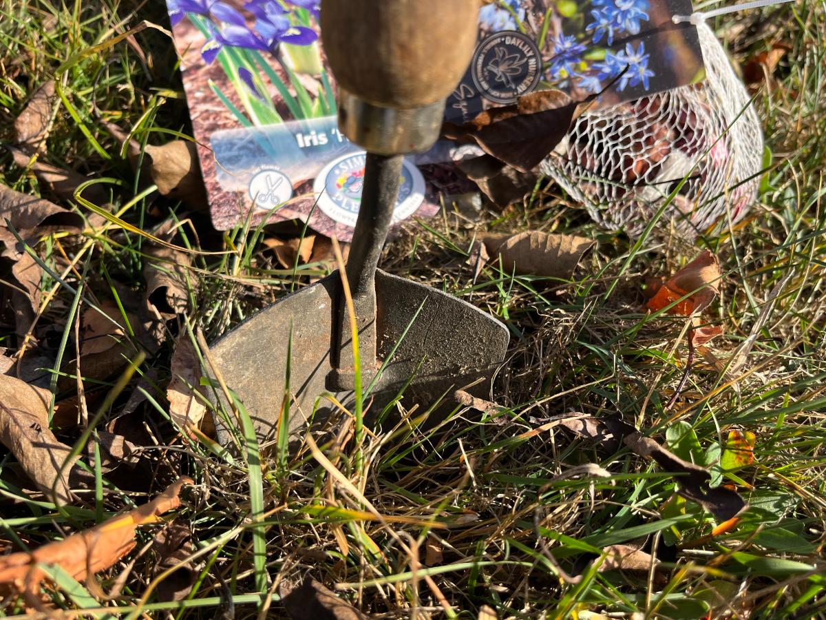 Planting winter blooming bulbs through grass