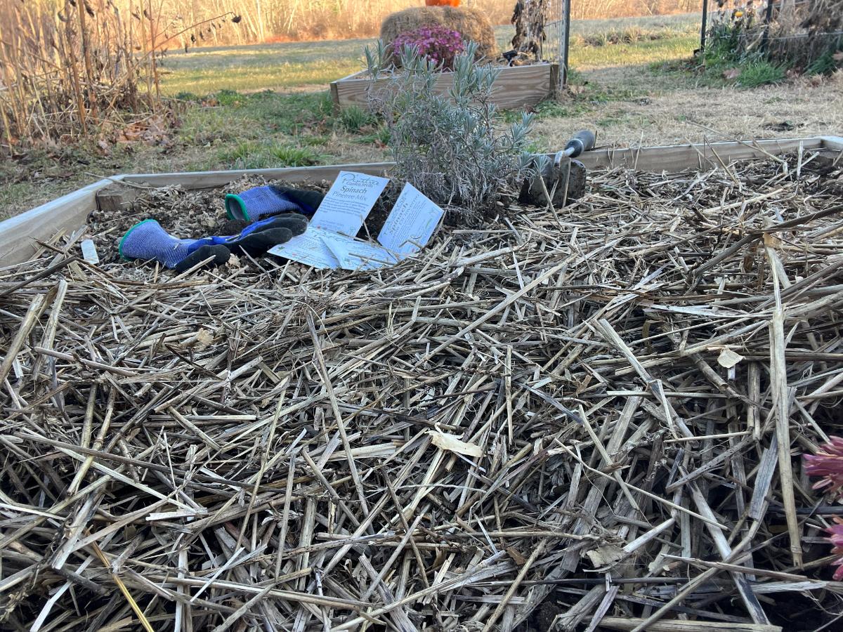 Mulched overwintering spinach seed