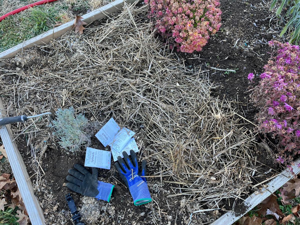 A raised bed with overwintering spinach seeds planted