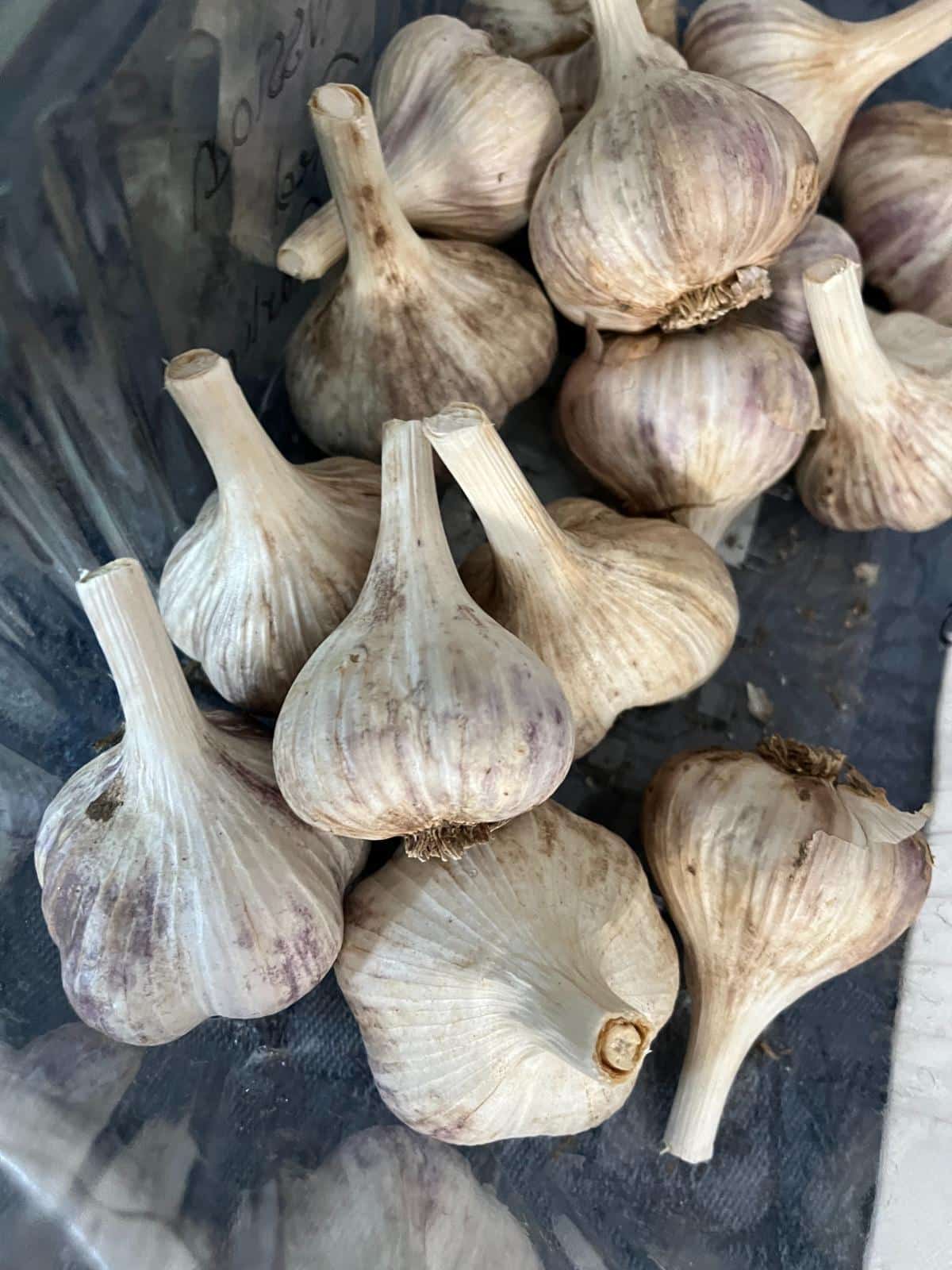 Fresh homegrown garlic